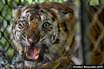 Harimau Sumatera yang siap dilepasliarkan di ekosistem hutan Leuser di Provinsi Aceh, 19 Juni 2020. (Foto: Chaideer Mahyuddin/AFP)