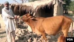 VOA listener Falik Sher with the cow donated to him from philantropist Abbas Bhatti after being connected by VOA's Urdu show 'My Story'.