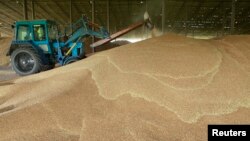 A tractor sorts through grain at a warehouse near the village of Moskovskoye, outside Stavropol in southern Russia, June 26, 2013. 