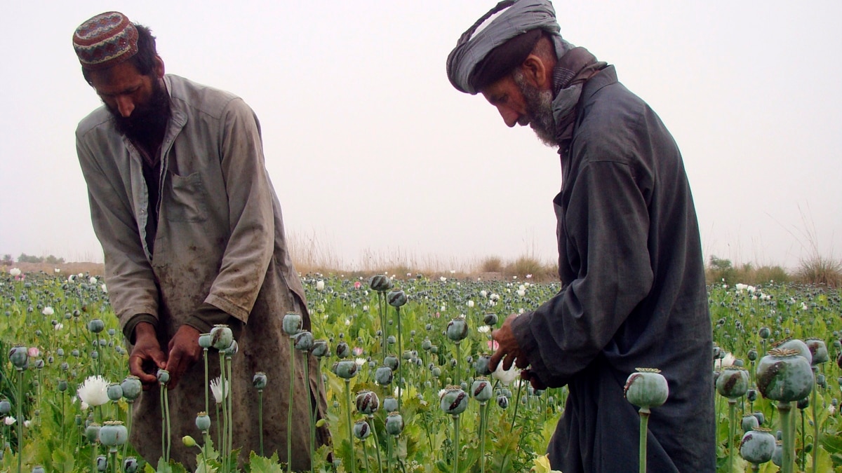 UN: Afghan Opium Production Rises for Third Year