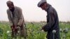 Afghan Opium Crop Headed for Record High