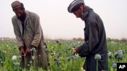 FILEW — Afghan farmers harvest raw opium on a poppy field in the village of Bawri, outside of Lashkar Gah, Helmand, southern Afghanistan, April 13, 2013. Before the Taliban banned drug production in 2022, it was a large part of the Afghan economy