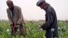تولید تریاک در افغانستان افزایش یافت