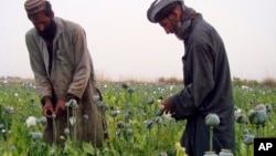 Polje maka u Afghanistanu