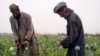 UN: Afghan Opium Cultivation at Record High