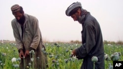 Afghan farmers harvest raw opium on a poppy field in the village of Bawri, outside of Lashkar Gah, Helmand, southern Afghanistan, Saturday, April 13, 2013.