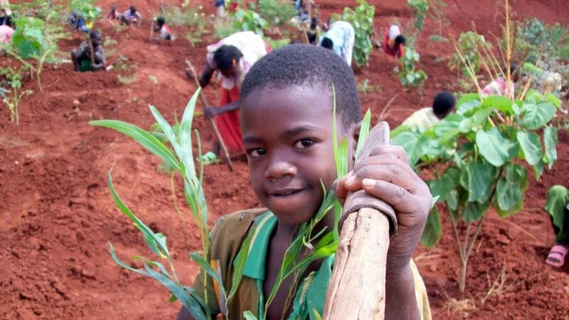 Le gouvernement togolais veut planter 1 milliard d'arbres d'ici 2030