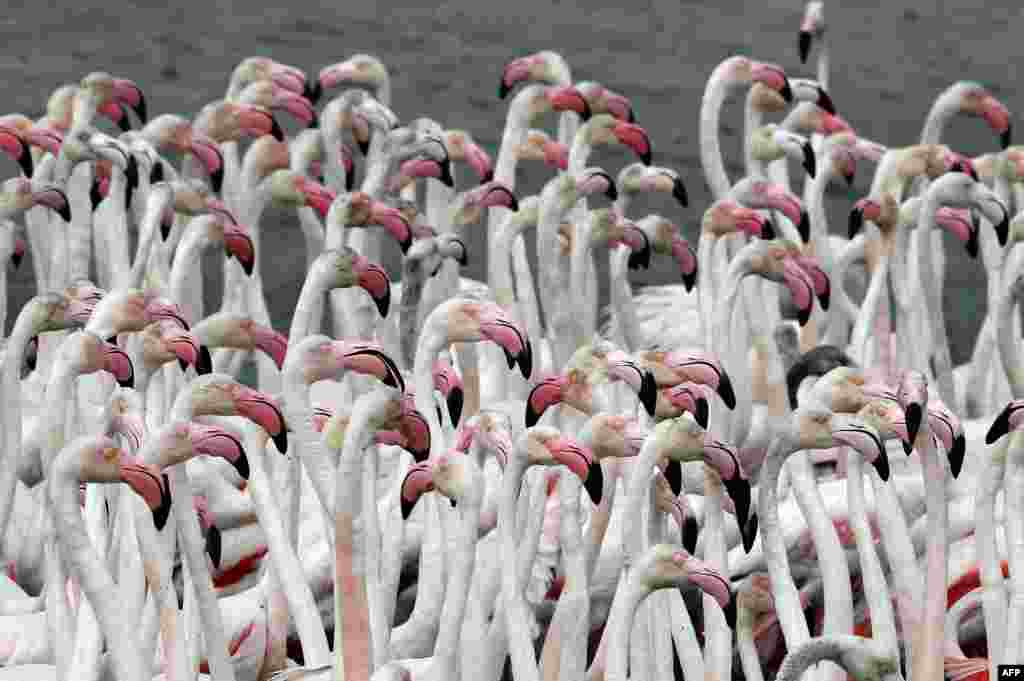 Pink flamingos stand in the water at the Ras al-Khor Wildlife Sanctuary on the outskirts of Dubai, in the United Arab Emirates.