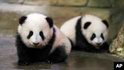 In this photo provided by Zooparc de Beauval, twin panda cubs Yuandudu and Huanlili take their first steps in public, at the Beauval Zoo in Saint-Aignan-sur-Cher, France, Dec. 11, 2021.