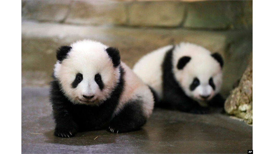 Anak panda kembar, Yuandudu dan Huanlili, di Kebun Binatang Beauval di Saint-Aignan-sur-Cher, Prancis, Sabtu, 11 Desember 2021. (Foto: via AP)