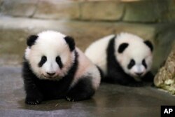 Anak panda kembar, Yuandudu dan Huanlili, di Kebun Binatang Beauval di Saint-Aignan-sur-Cher, Prancis, Sabtu, 11 Desember 2021. (Foto: via AP)