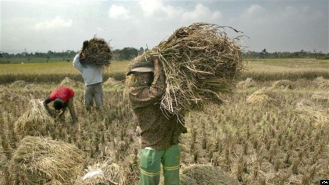 In northern india they harvest their. Rice Harvest.