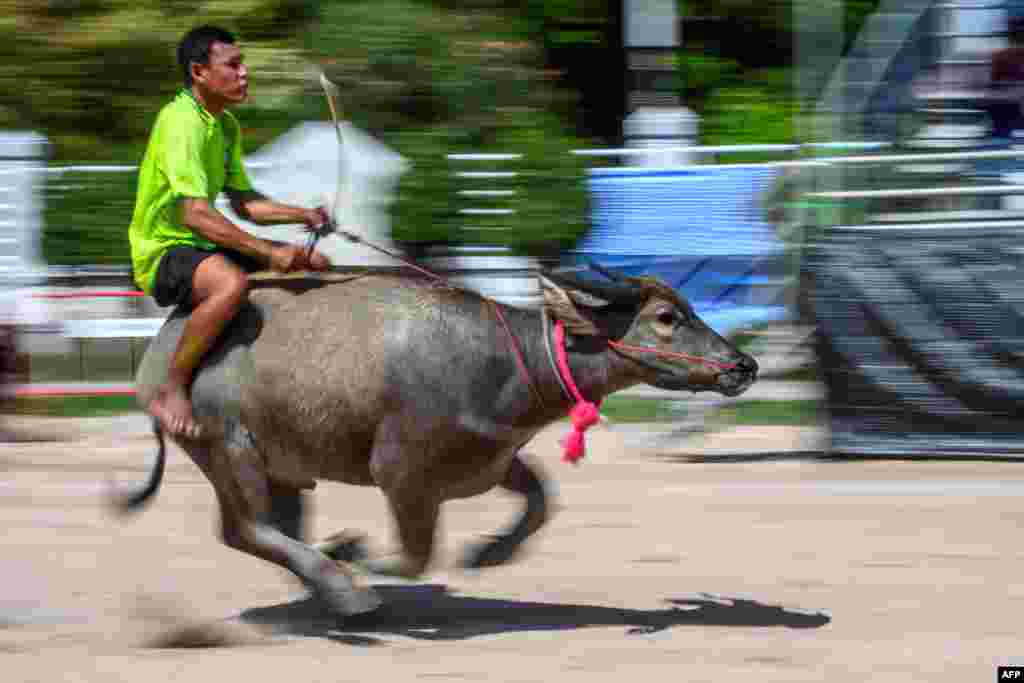 A jockey rides a water buffalo during the annual Chonburi Buffalo Race in Chonburi, Thailand.
