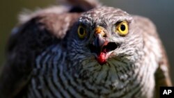 FILE - In this April 23, 2015, file photo a sparrow hawk looks up after catching a pigeon on a falcon farm, near the northern Serbian town of Coka. 