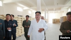 김정은 북한 국무위원장이 삼지연군 감자 가공공장을 현지지도했다고 관영 조선중앙통신이 10일 보도했다.