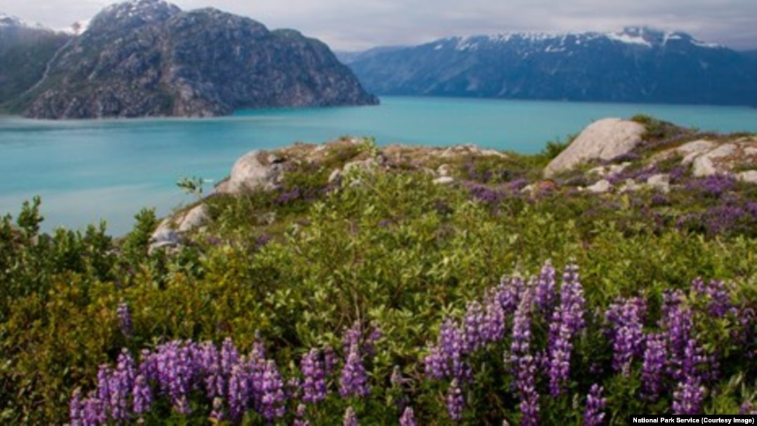 Ecology of Glacier Bay National Park