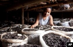 Former reality show contestant Leah Wangari inspects the mushrooms she is growing in her small mud hut in Kiambu, near the capital Nairobi, Kenya, Jan. 17, 2018.