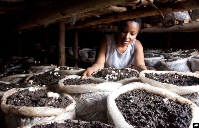 Former reality show contestant Leah Wangari inspects the mushrooms she is growing in her small mud hut in Kiambu, near the capital Nairobi, Kenya, Jan. 17, 2018.