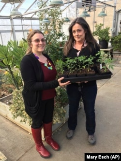 In this February 14, 2019 photo, Jennifer Gilbert Jenkins, left, assistant professor of agriculture at State University of New York, Morrisville, and Kelly Hennigan, who is author of the cannabis minor and chair of the Horticulture Department.