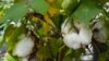 US Permits Genetically Modified Cotton as Human Food Source