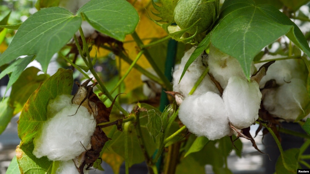 An experimental cotton plant is shown at a Texas A&M research facility in this handout image provided by the Texas A&M University College of Agriculture and Life Sciences in College Station, Texas, U.S., on October 17, 2018.
