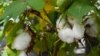 Modified Cotton Could Be Human Food Source After US Green Light