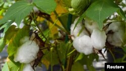 An experimental cotton plant is shown at a Texas A&M research facility in this handout image provided by the Texas A&M University College of Agriculture and Life Sciences in College Station, Texas, U.S., on October 17, 2018.