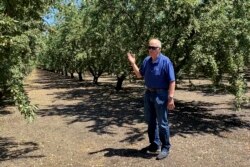 Jim Jasper, pemilik Stewart & Jasper Orchards, berdiri di kebun almond milik salah satu kliennya di Newman, California, 20 Juli 2021. (AP)