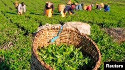 File - Workers pick tea leaves at a plantation in Nandi Hills, in Kenya's highlands region west of capital Nairobi.