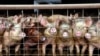 Deadly Pig Virus Re-Infects US Farm, Fuels Supply Fears