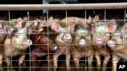 FILE - A group of young pigs stare out of a pen at a hog farm in central North Dakota, in this Jan. 2005 file photo. 