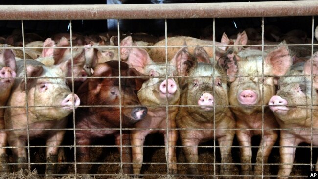 美国北达科他州一个养猪场里的小猪 （资料照片）