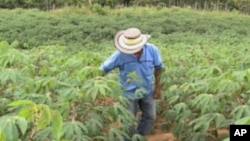A cassava field in Colombia. Cambodian exports needs greater diversification, including production of sugar, cassava and other goods.