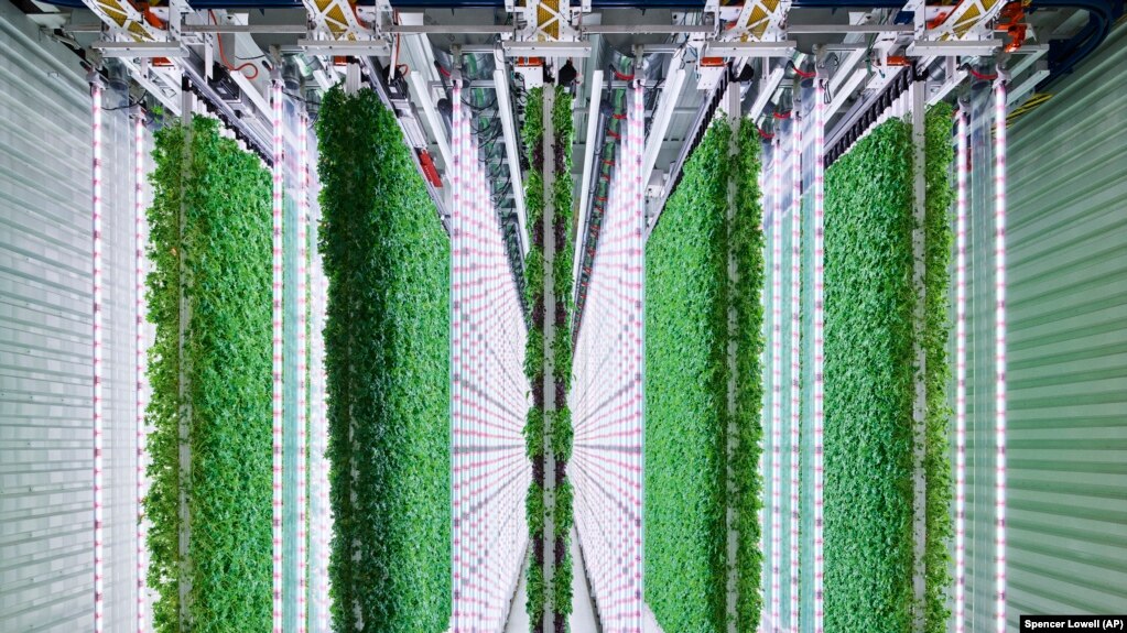 This undated photo shows the Plenty Farms South San Francisco grow room. Vertical farmers say vertical farming grows more food while using less water and land. (Spencer Lowell/Plenty/Courtesy of Walmart via AP)