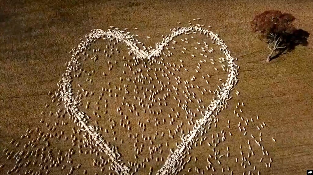 In this image taken from video, sheep form the shape of a heart in a field in Guyra, northern New South Wales, Australia, Thursday, Aug. 5, 2021. Ben Jackson, a sheep farmer stuck in lockdown, was unable to attend his aunt's funeral, has honored her memor