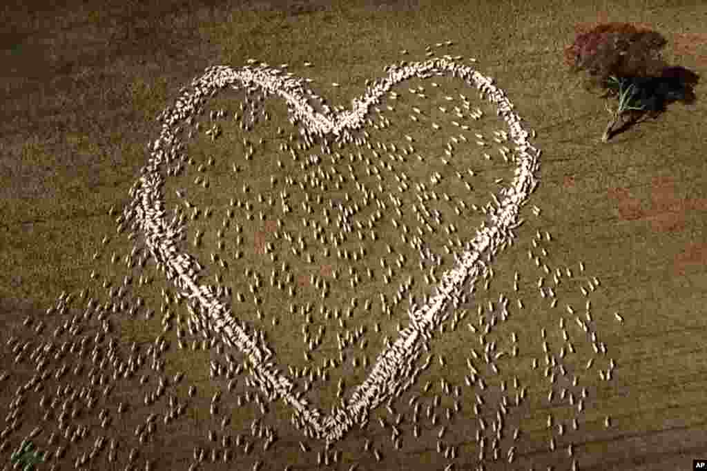 In this image taken from video, sheep form the shape of a heart in a field in Guyra, northern New South Wales, Australia, Thursday, Aug. 5, 2021. Ben Jackson, a sheep farmer stuck in lockdown, was unable to attend his aunt&#39;s funeral, has honored her memor