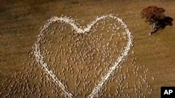 In this image taken from video, sheep form the shape of a heart in a field in Guyra, northern New South Wales, Australia, Thursday, Aug. 5, 2021. Ben Jackson, a sheep farmer stuck in lockdown, was unable to attend his aunt's funeral, has honored her memor