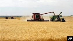 Wheat is harvested on a farm in the midwestern United States, July 2009.
