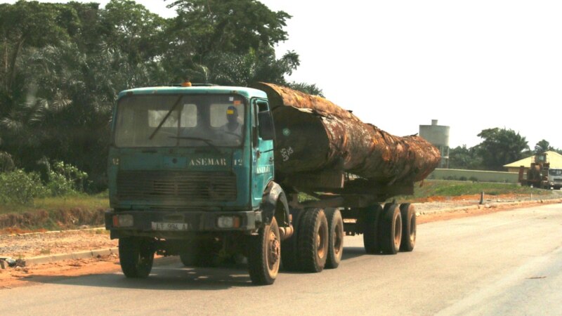 La Guinée autorise la reprise de la coupe du bois malgré la déforestation