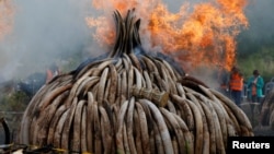Fire burns part of an estimated 105 tonnes of ivory and a tonne of rhino horn confiscated from smugglers and poachers at the Nairobi National Park near Nairobi, Kenya, April 30, 2016.