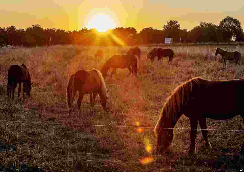 Icelandic horses eat meadow grass as the sun rises in Wehrheim near Frankfurt, Germany.