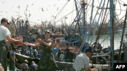 Les pêcheurs travaillent dans le port de Laayoune, au Sahara occidental, le plus grand port de sardines au monde, le 7 novembre 2005.