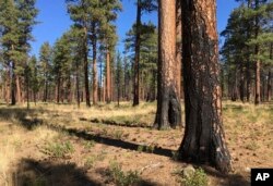 FILE - Charred trunks of Ponderosa pines stand near Sisters, Ore., Sept. 27, 2017, months after a prescribed burn removed vegetation, smaller trees and other fuel ladders.