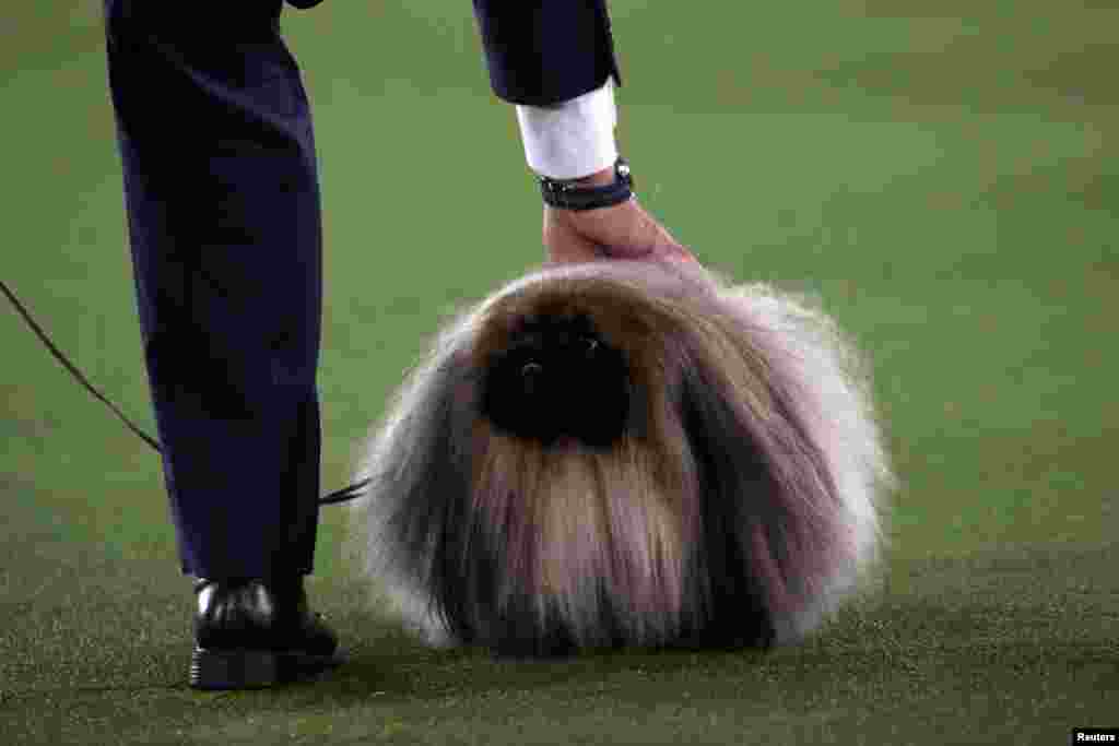 Wasabi, a Pekingese of East Berlin, Pennsylvania, is presented by his owner and handler David Fitzpatrick before winning the Best in Show at the 145th Westminster Kennel Club Dog Show at Lyndhurst Mansion in Tarrytown, New York, June 13, 2021.