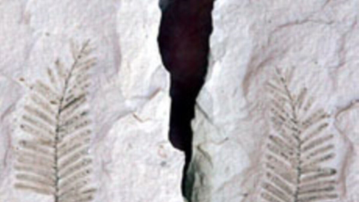 Ethiopia Fossil Find Could Shed Light on Climate Change