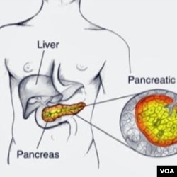 Pankreas adalah kelenjar sepanjang 15 cm yang terselip di belakang lambung dan di bawah hati (foto: ilustrasi).