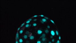 This image, provided by the Institute of Molecular Biology of the Austrian Academy of Sciences, shows a human “blastoid” created in a lab. (Photo by Alok Javali, Heidar Heidari and Theresa Sommer/Institute of Molecular Biology of the Austrian Academy of S