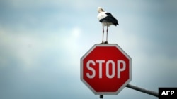 A stork sits on a stop sign near Immerath, western Germany, on October 15, 2013.