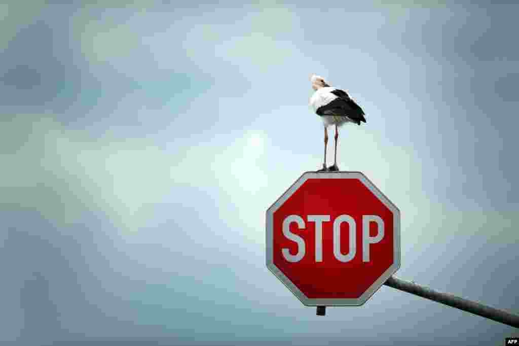 A stork sits on a stop sign near Immerath, western Germany.