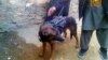 سگ ناتو در بازداشت طالبان!